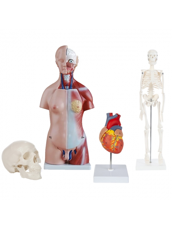 Human Torso Anatomical Model - 45cm Tall with 27 Removable Parts